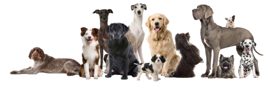 Alle honden alle rassen Alle honden alle rassen zijn welkom bij honden uitlaatservice Funtime 4 dogs Haarlem