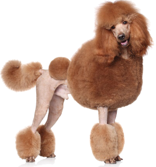 Contact en gegevens Funtime4dogs Contact en gegevens Funtime4dogs hondenuitlaatservice Haarlem