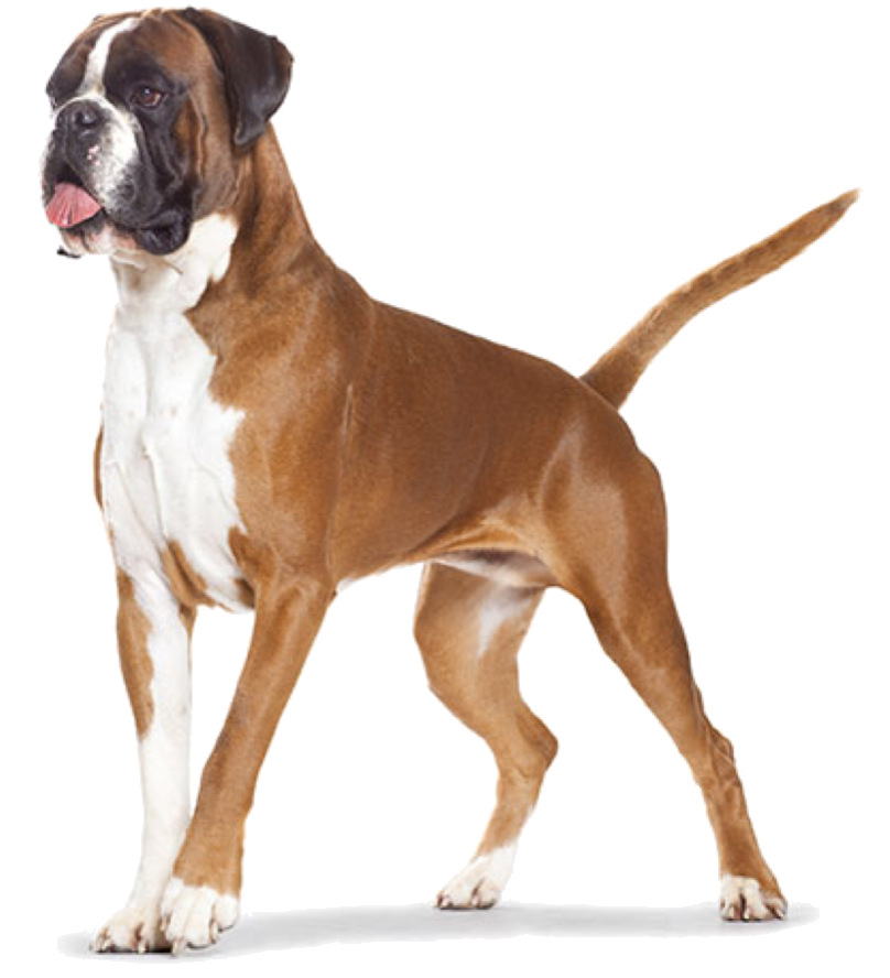 Nummers en contact Nummers en contact hondenuitlaatservice Haarlem