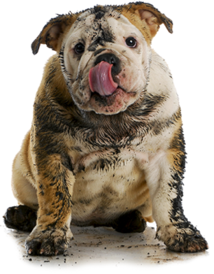 Zo brengt de hondenuitlaatdienst je niet thuis Zo brengt de hondenuitlaatdienst je niet thuis