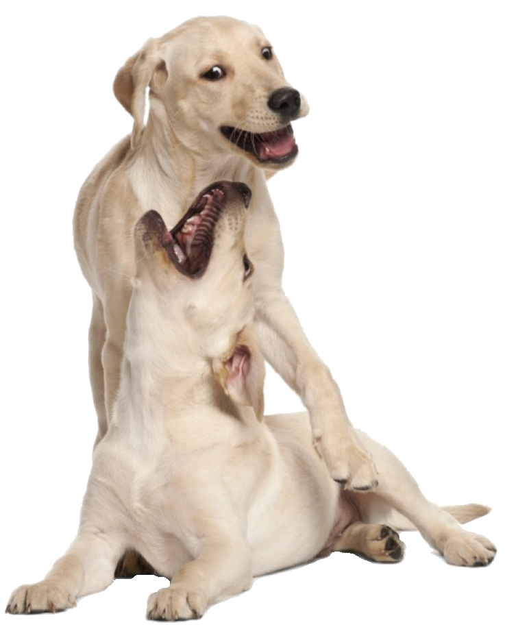 Werkwijze groepswandeling honden Haarlem