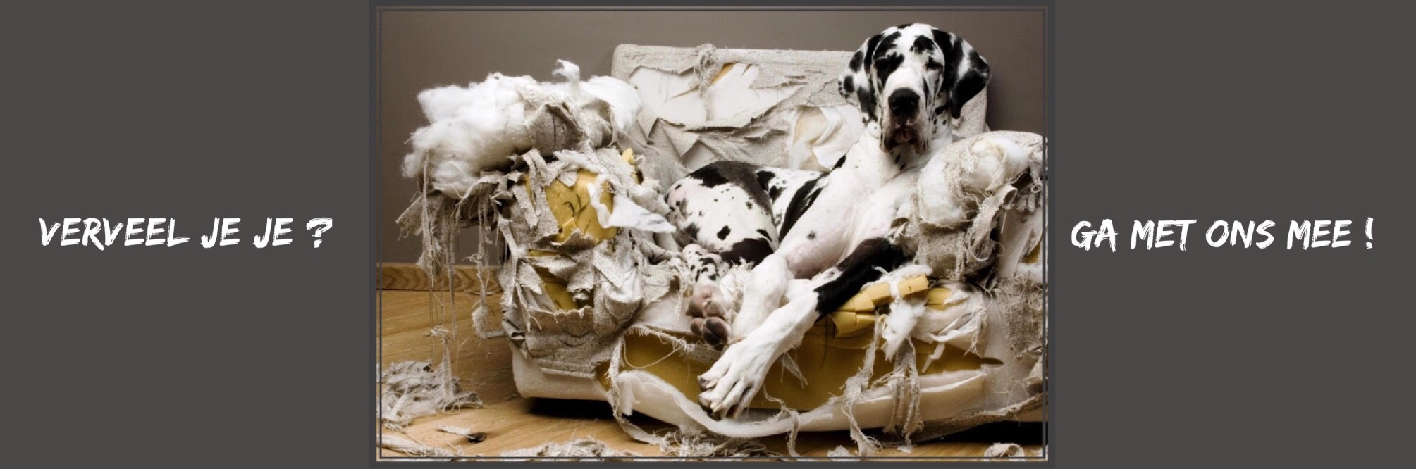 Verveel je je - ga mee Verveel je je - Ga mee met hondenuitlaatservice Funtime4dogs Haarlem