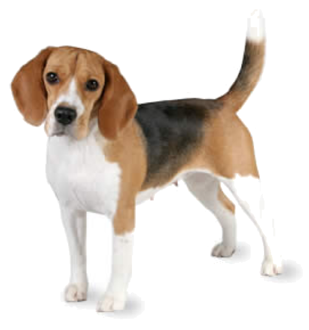 Voor het eerst mee met de hondenuitlaatdienst