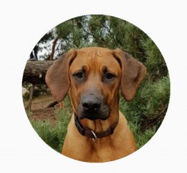 Kop Cooper - hondenuitlaatservice Funtime4dogs Haarlem