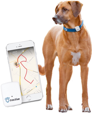 Hondenuitlaatservice uit Haarlem biedt daarom veiligheid met GPS tracker